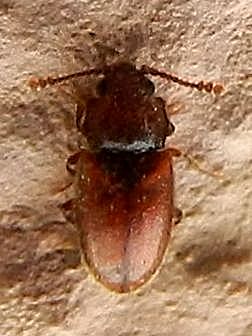 Cryptophagidae: Cryptophagus sp.